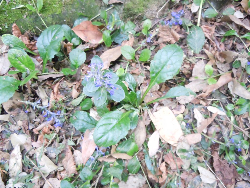 Ajuga reptans